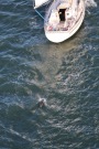 Missing Picture